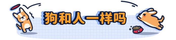 狗狗第一次来月经怕被拱了,狗狗第一次来姨妈吐了
