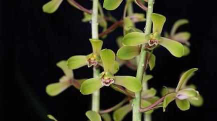 值得收藏的兰花品种有哪些图片,最好的兰花品种图片大全欣赏