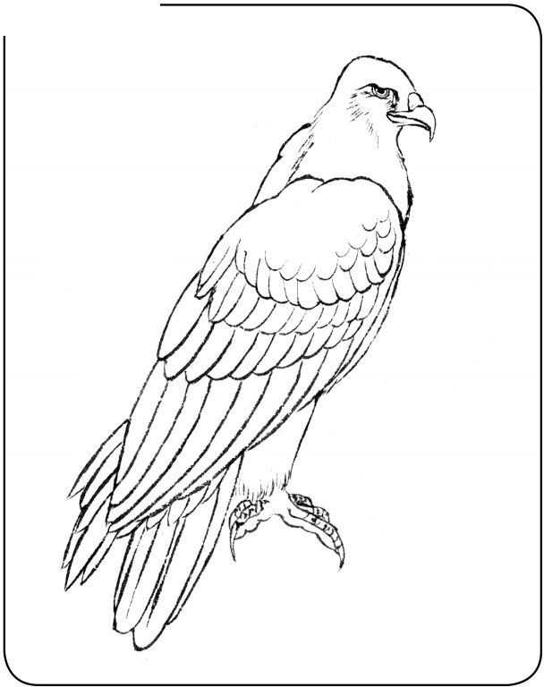 国画初学者入门步骤鸟禽,国画各种鸟类画法大全