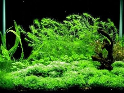 蜈蚣草水草直接丢水里会生长吗,蜈蚣草为什么不建议养