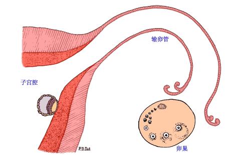 备孕妈妈看过来！想“一击即中”？超声排卵监测的方法了解一下