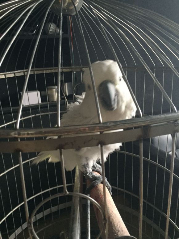 鹦鹉咬毛太严重了怎么办,如何预防鹦鹉掉毛的方法