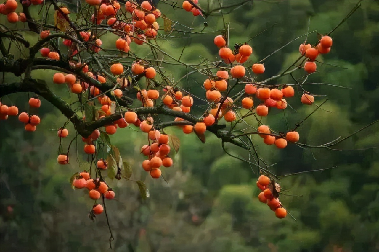 漫天香氛醉人~杭州的秋天从不让人失望!13个地方,秒出大片