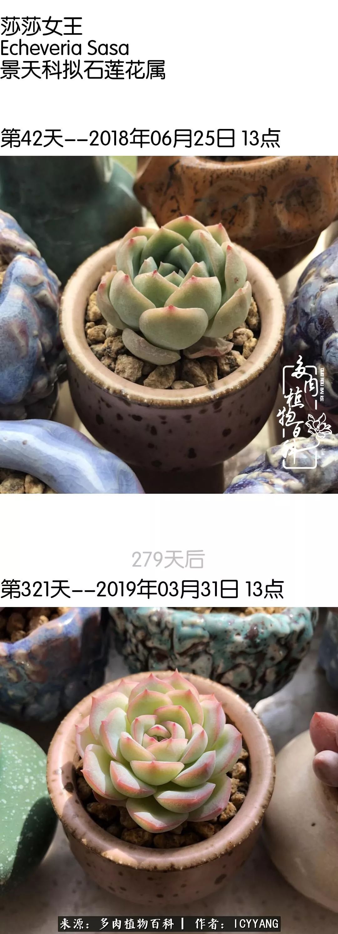 室内阳台多肉的养护方法,景天多肉养护