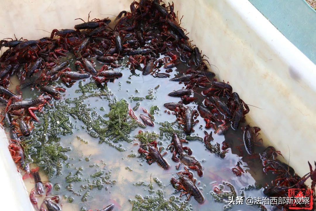 稻花香生态养殖,稻花香种植家庭农场