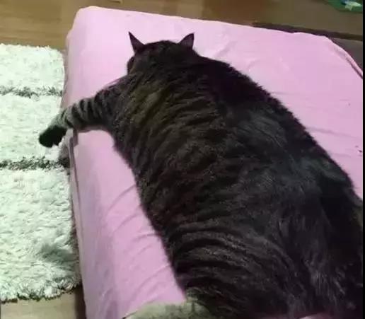 最能长胖的猫咪竟然不是橘猫,最容易变胖的猫