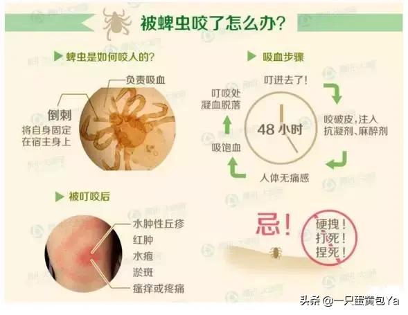 儿童头部起小疙瘩是怎么回事,小孩头上长红疙瘩像被虫咬的一样