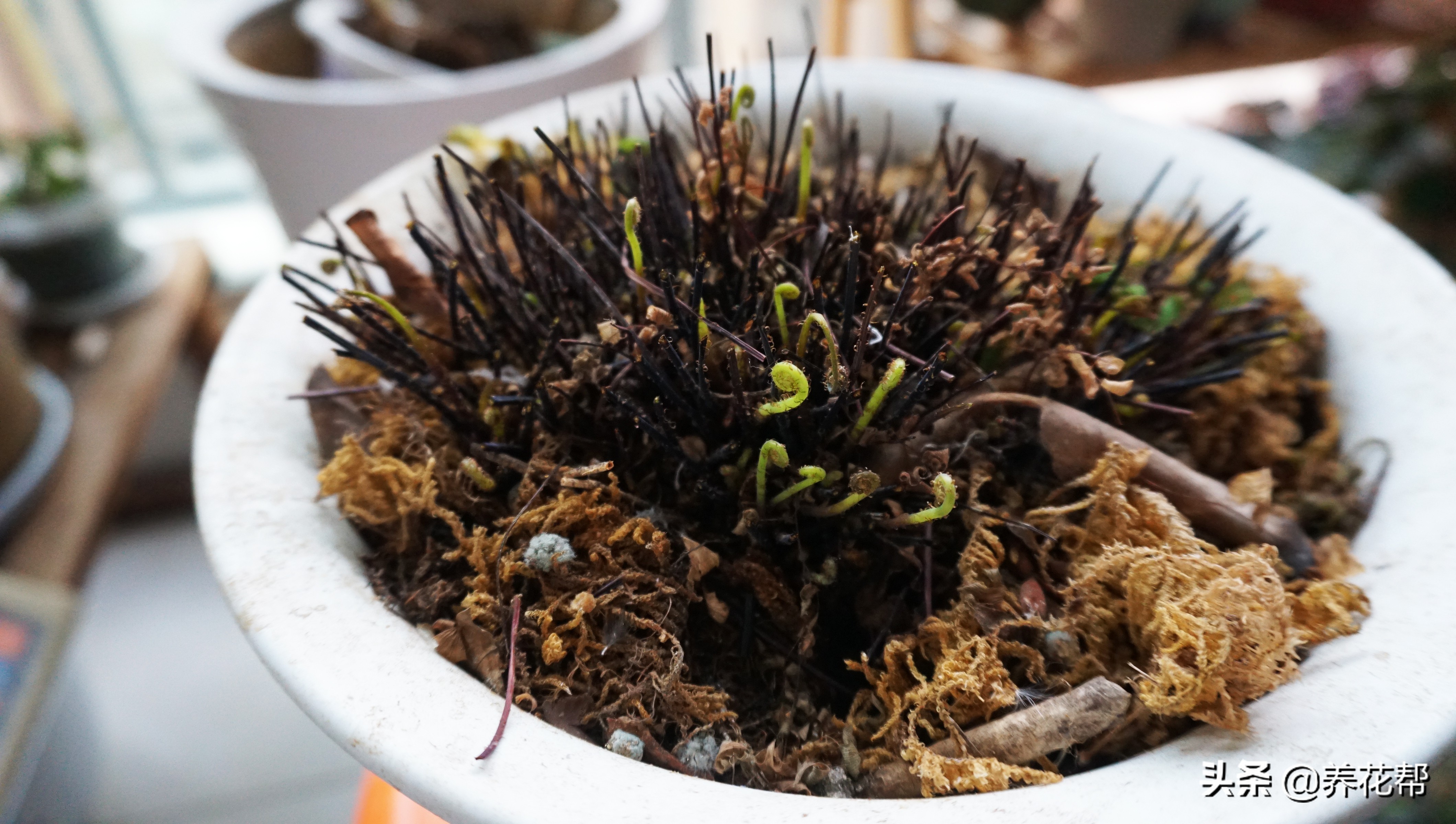 铁线蕨黄叶怎么办,铁线蕨枯叶修剪