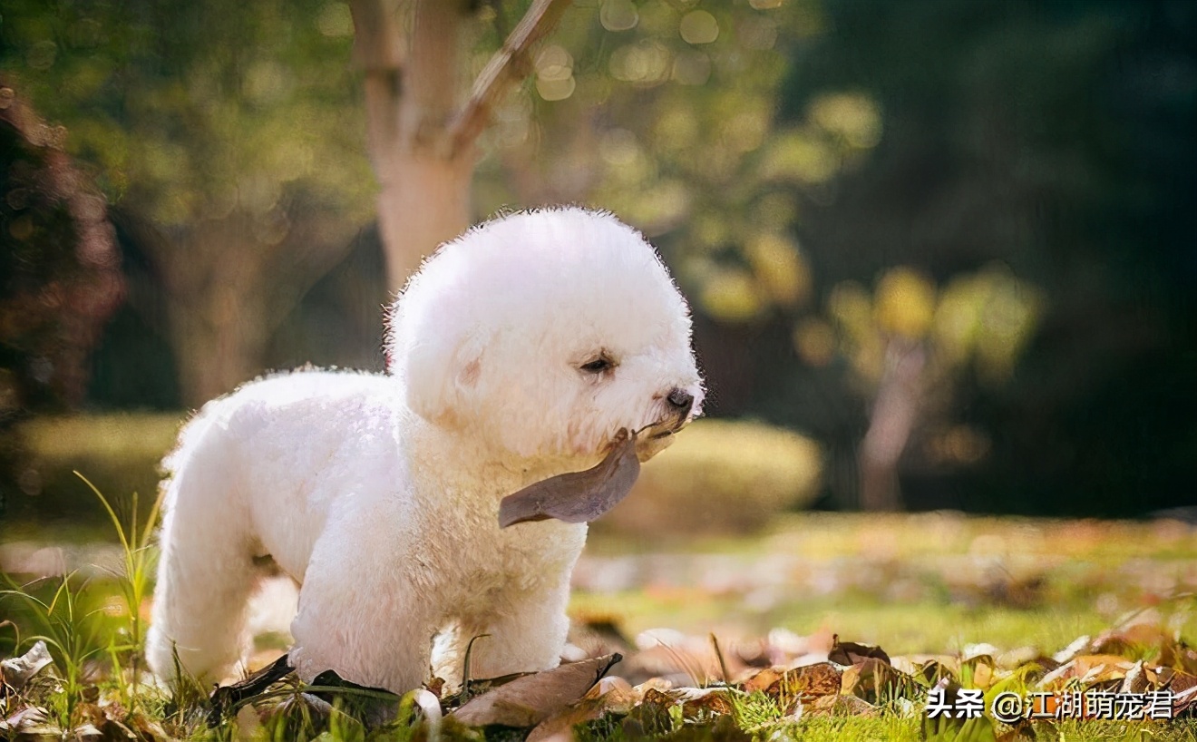 家里养的比熊需要驱虫吗,家里养狗狗需要做什么检查