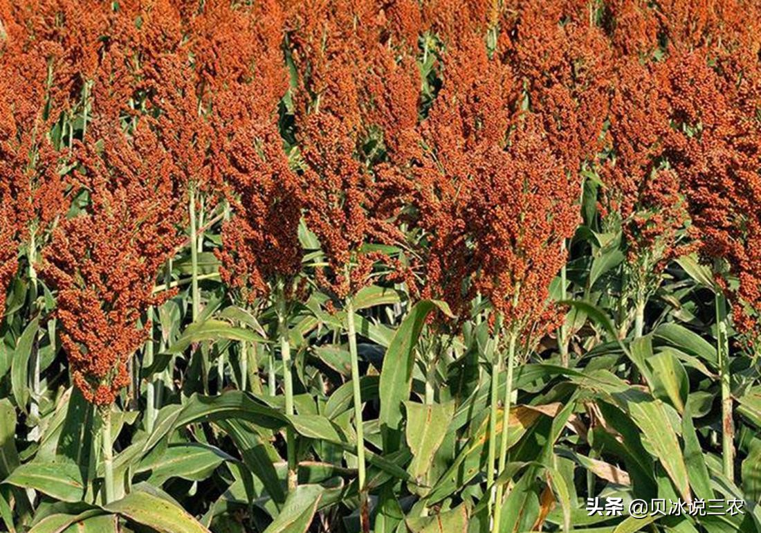 高粱的种植技术与方法,高粱种植条件有什么要求