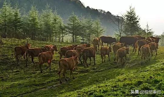 今天,我要夸夸我的通江县