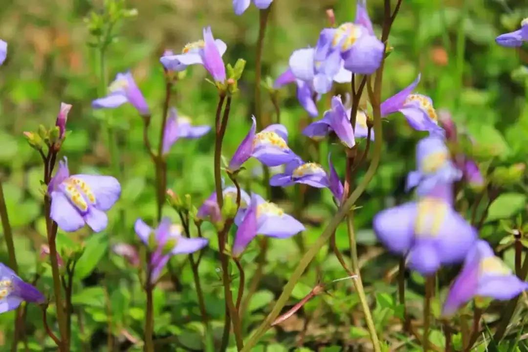 梦参老和尚五台山,梦参老和尚五台山神奇的故事