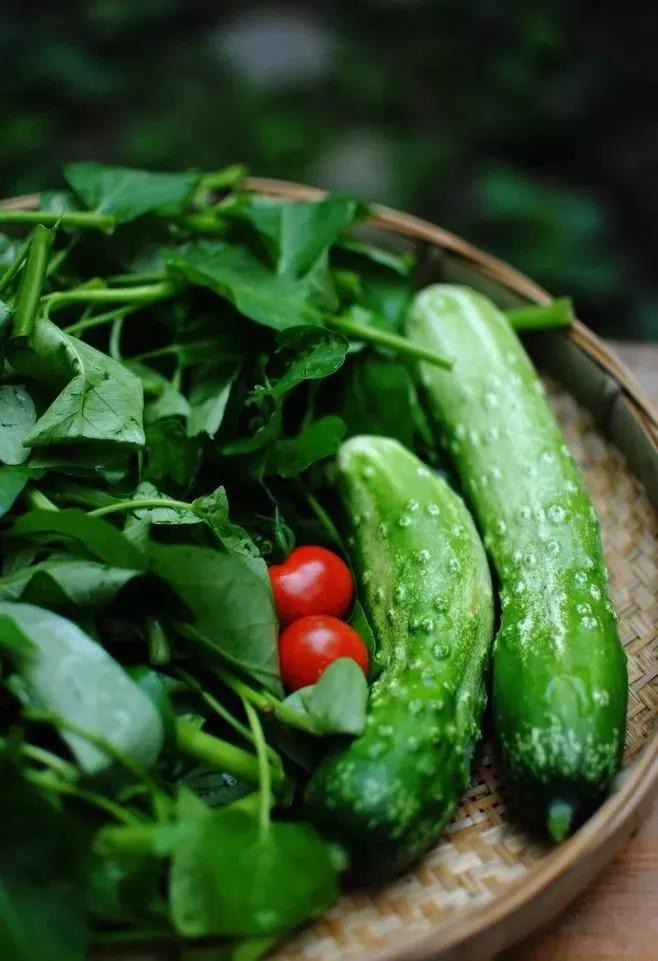 梦中的菜园小视频,我的梦中菜地