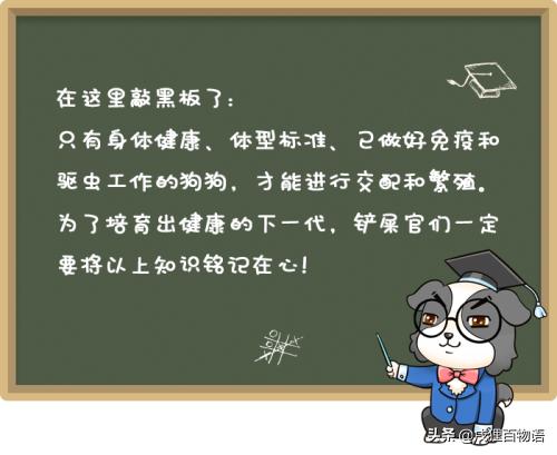 狗狗受孕前要注意什么,狗狗生育小知识