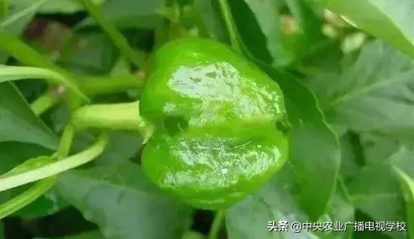 辣椒19种病害谱及防治方法,大棚辣椒种植病害防治方法