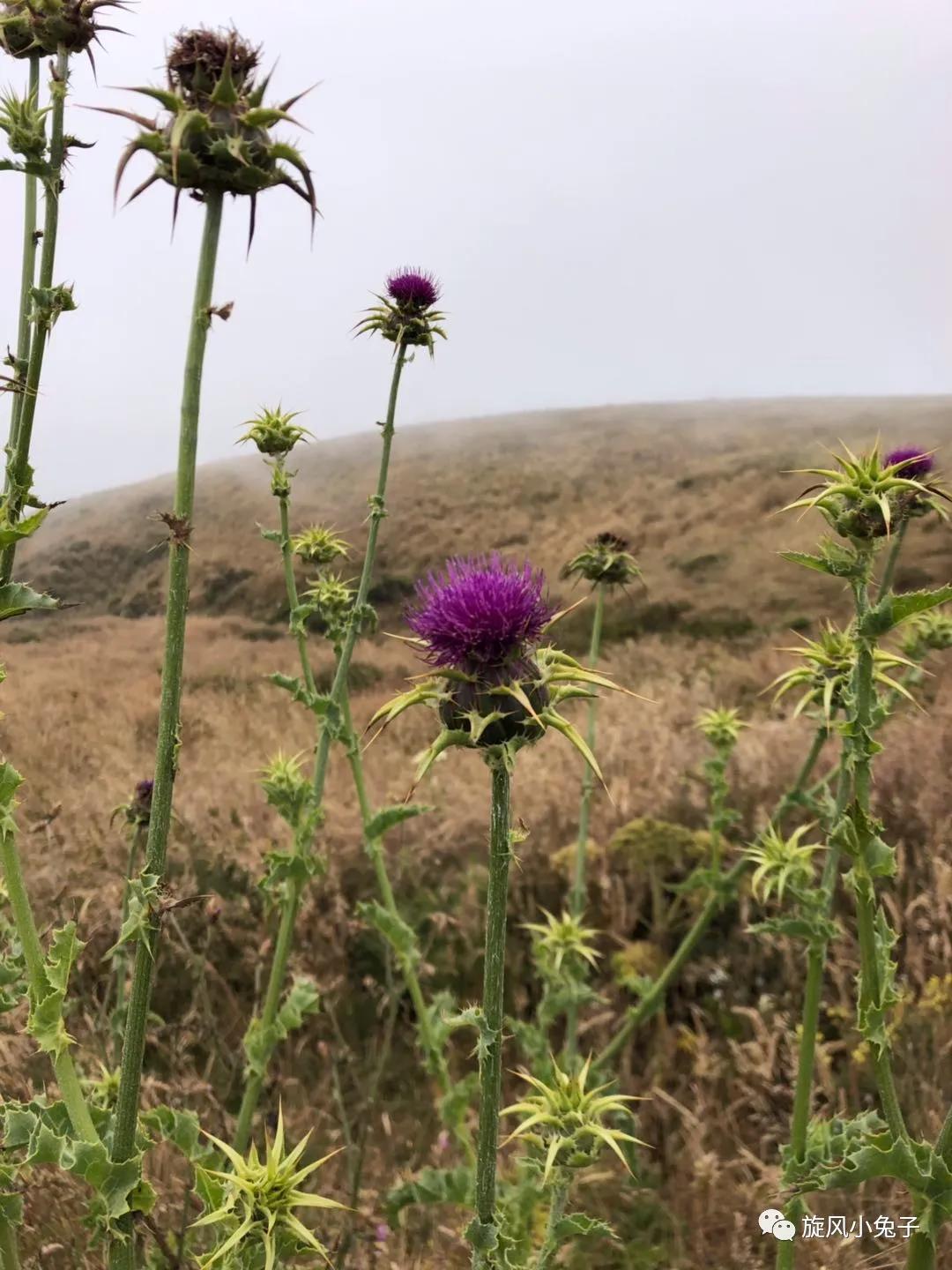 加州沿海1号公路,加州沿海一号公路一日游推荐