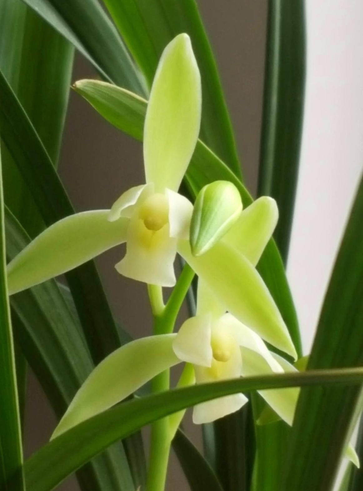 为什么兰花在古代有很高的地位,兰花起源哪个国家