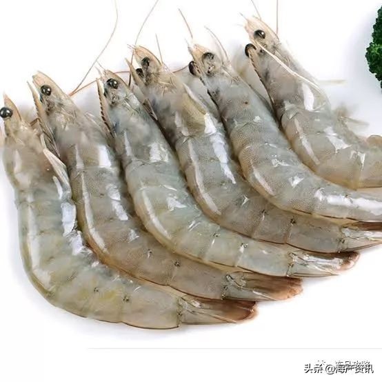 南美白对虾最全知识科普,南美对虾科普知识大全