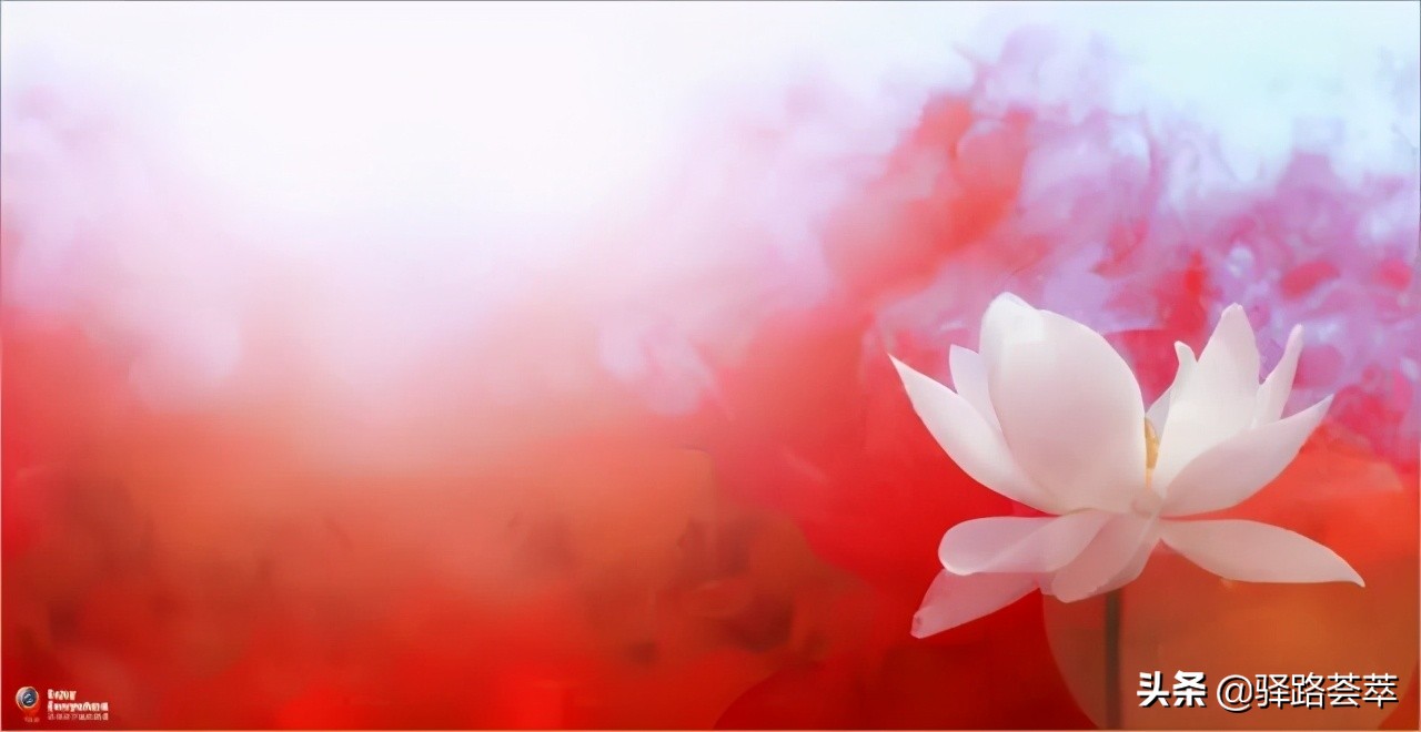 柯汝读邮：荷花T54映日荷花别样红