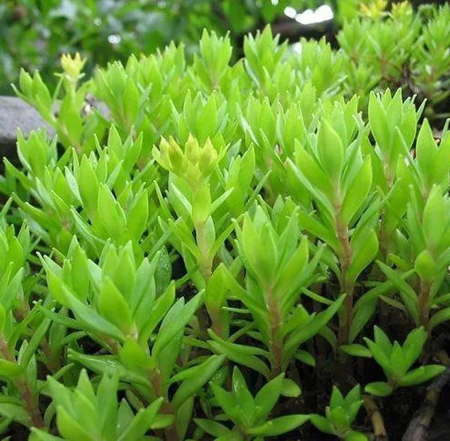雨水花园植物区,雨水花园水生植物