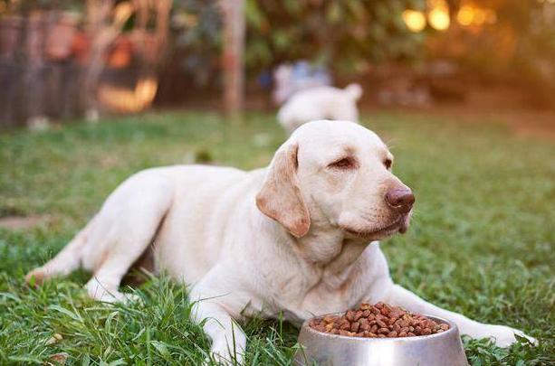 狗粮选什么牌子好,狗粮在网上怎么选