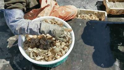 有一种炫富叫青岛开海,有一种炫富叫青岛开海了