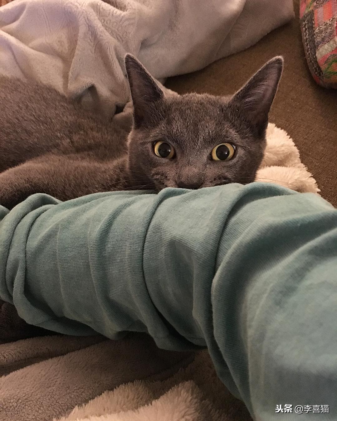 进口猫粮和国产猫粮区别,国产猫粮和进口的区别