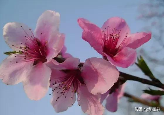 三生三世十里桃花的视频,三生三世十里桃花主题曲