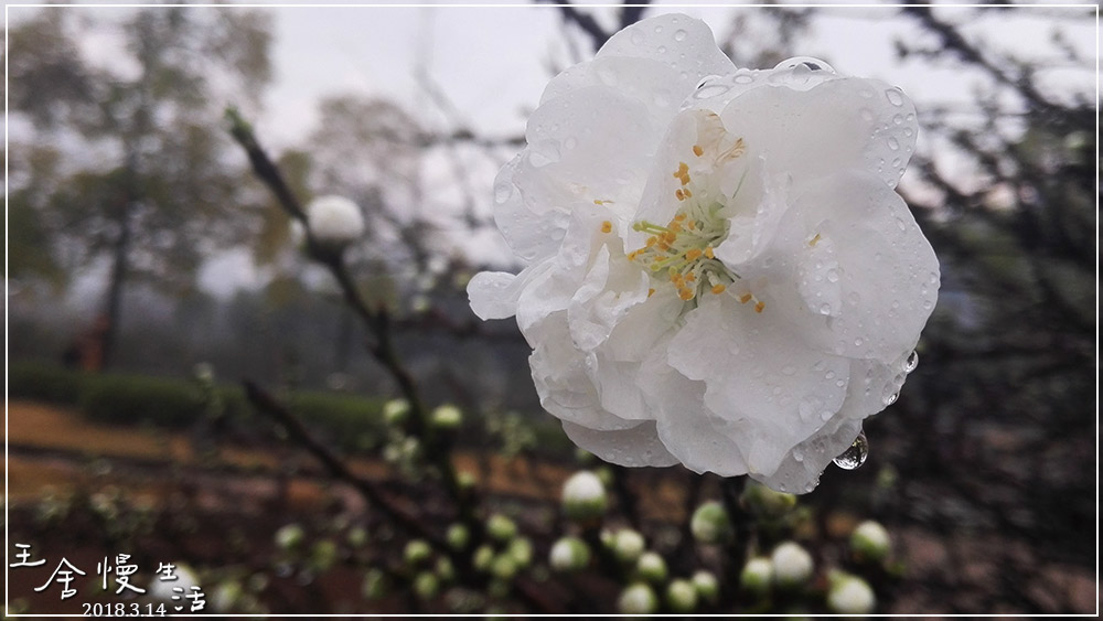 灏忓纰х帀璇楀彞,娓呯鍙汉灏忓纰х帀
