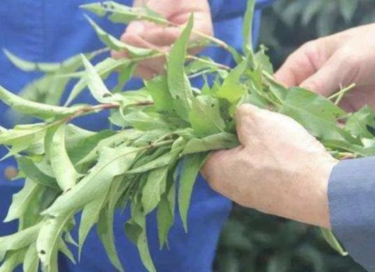 辣蓼草配方,正宗辣蓼草