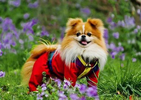 狗狗这些行为出现得越频繁越爱你,狗狗有这5种现象它是在跟你道别