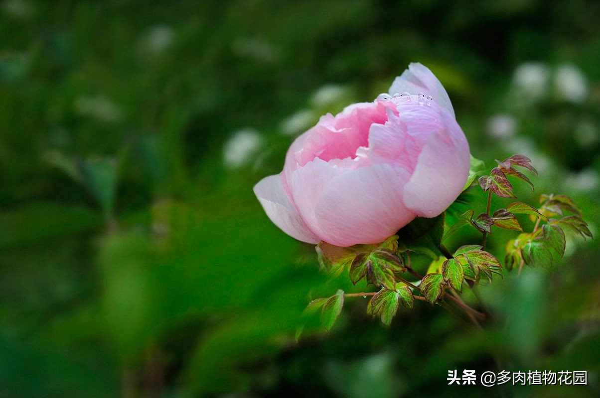 牡丹褐斑病怎么治,牡丹常见病虫害及防治方法