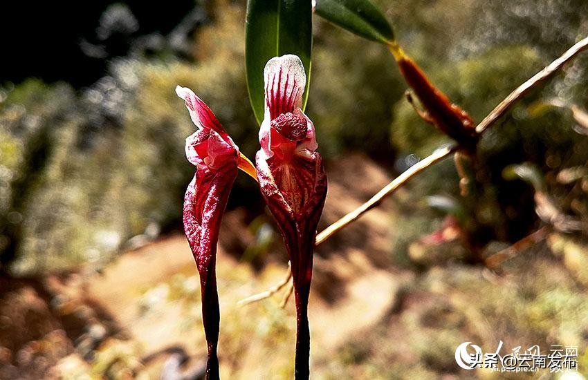 我国十大名花中花中之王是兰花,云南八大名花之兰花