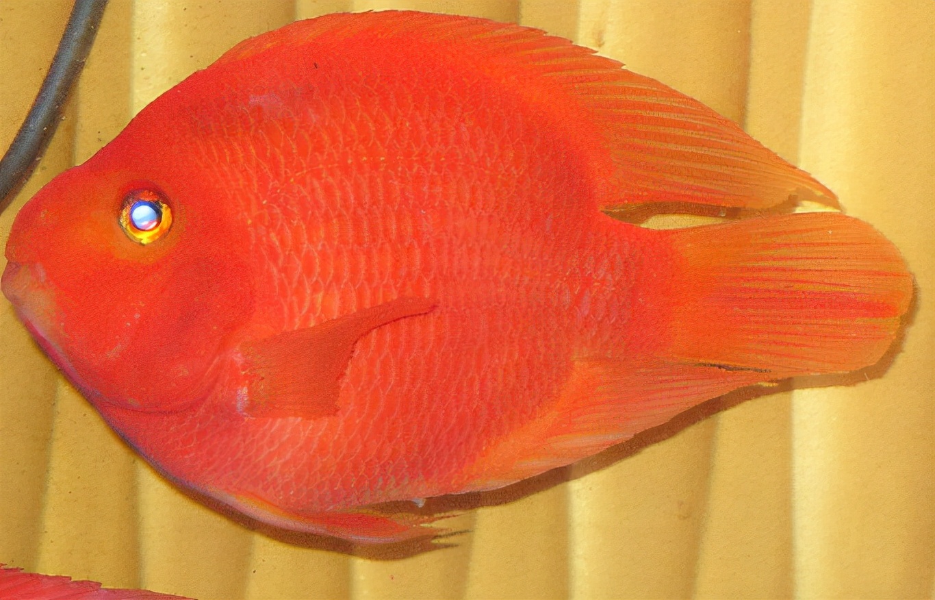 财神鹦鹉鱼和什么鱼产小鱼,财神鹦鹉鱼喂什么饲料