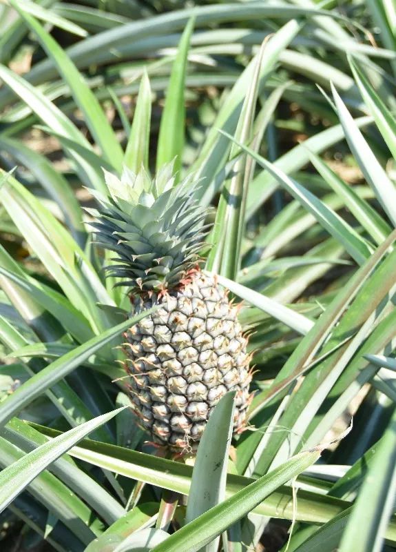 閫傚悎骞夸笢绉嶇殑蹇粨鏋滅殑姘存灉,鏂板瀷姘存灉璇曠