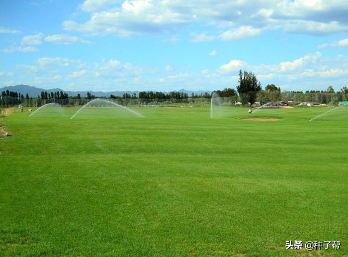 混播草坪哪种最好,什么草坪品种适合混播