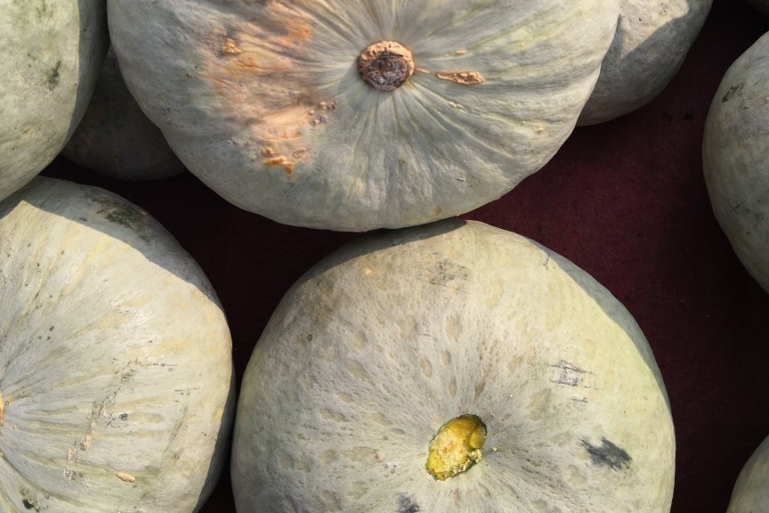 南瓜不结瓜怎么管理,南瓜只长藤不开花怎么回事