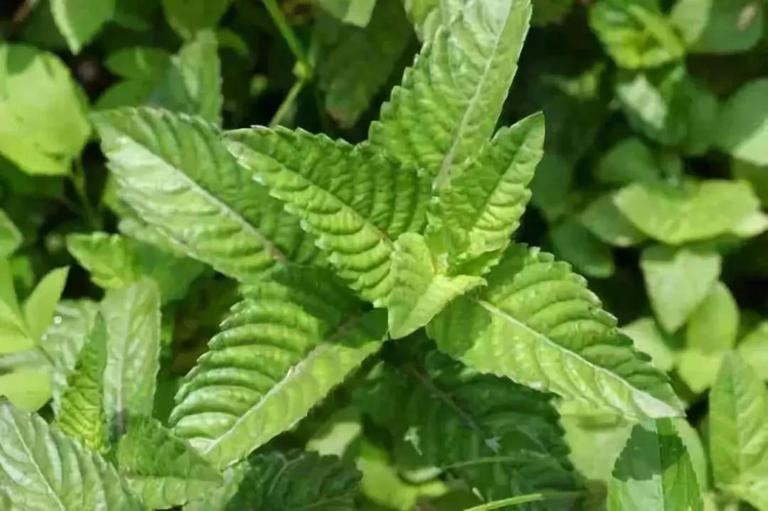 亲手自制烧仙草奶茶味道好极了,家庭简易版奶茶烧仙草