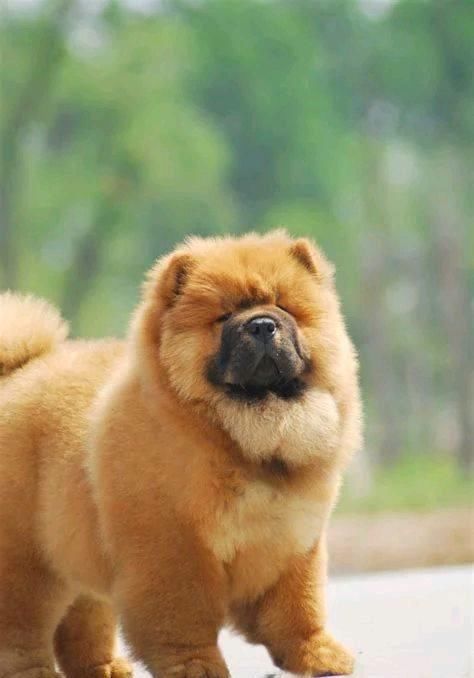 养一只松狮犬真实感受,松狮犬优点和缺点分析图