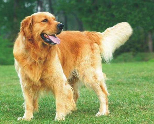 太贪吃！狗狗无意吞下数10只鸭子，主人立刻带它去医院开刀