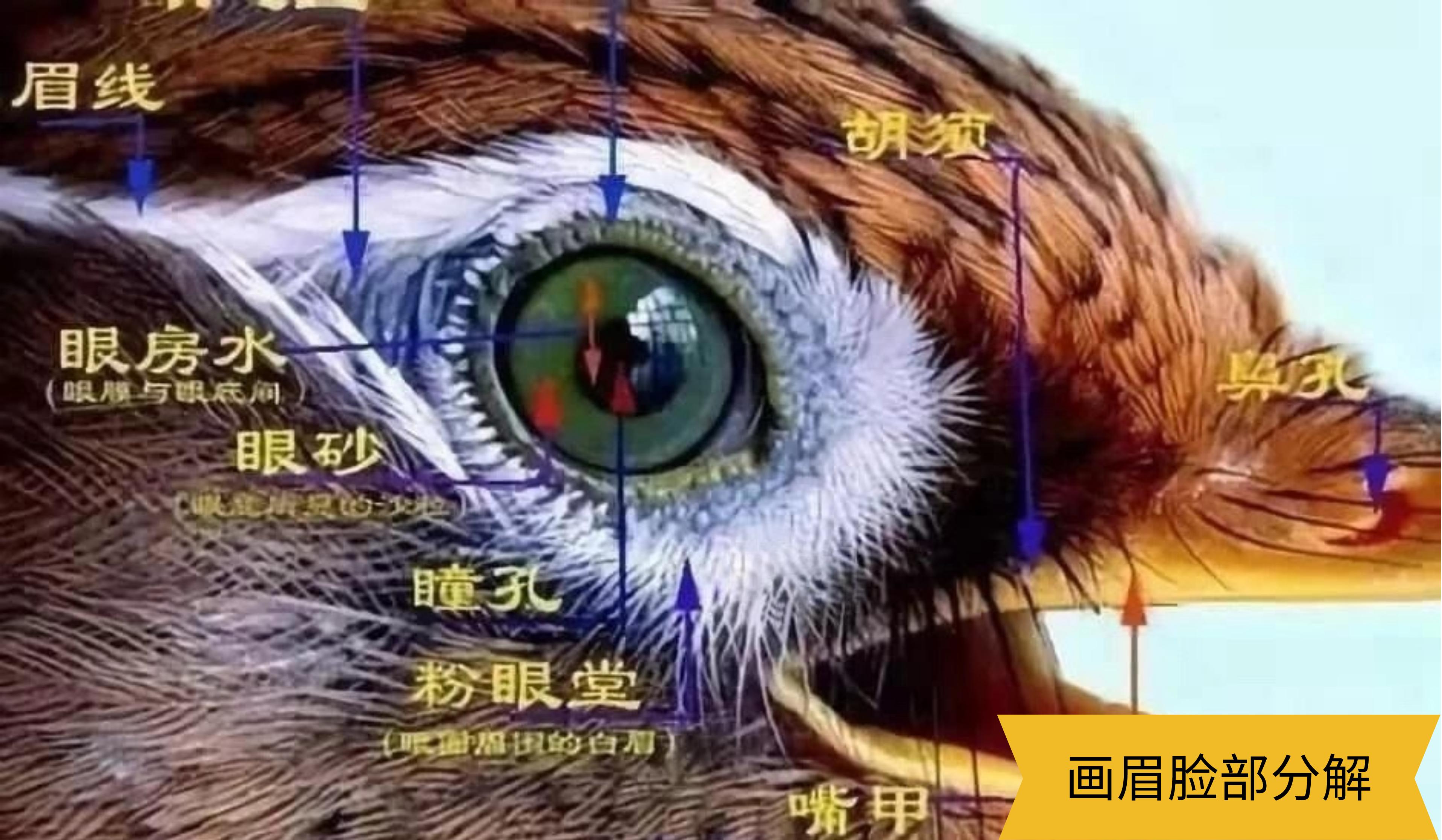 画眉最危险的方法,画眉不叫会撞头