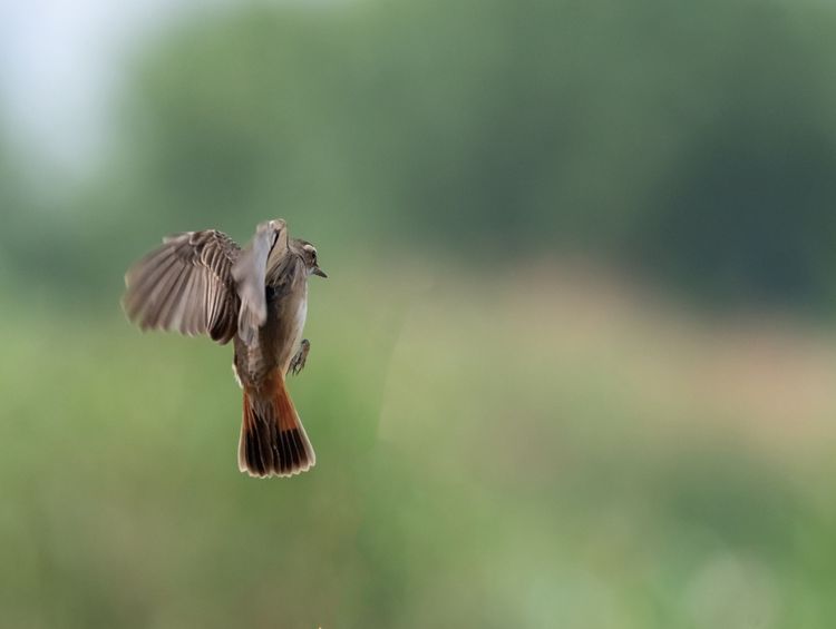 情人岛拍摄地点,情人岛航拍视频