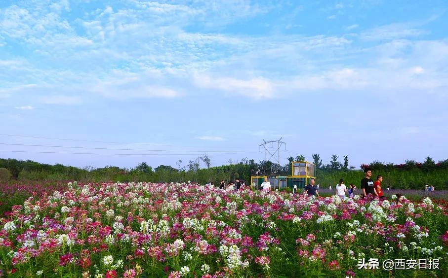 西安公园开放通知最新,西安附近公园免费景点