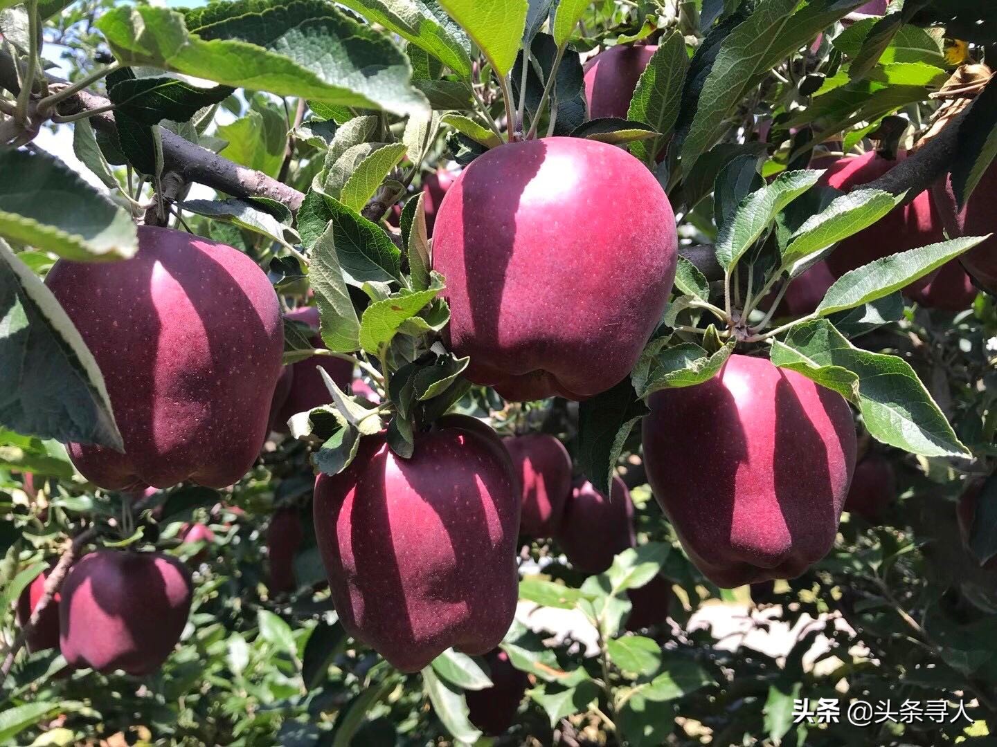 运城退休公务员变扶贫达人直播卖货，最接地气“网红”成万荣果农偶像