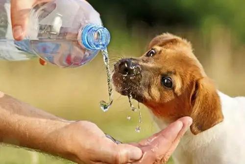 狗狗尿液颜色红褐色是什么原因,怎么知道狗狗尿在哪里