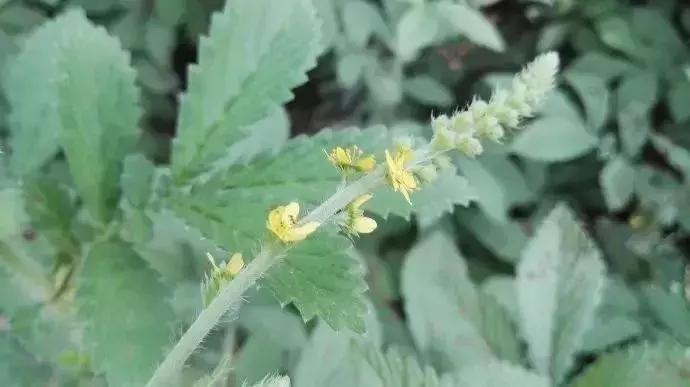 仙鹤草一天一味中药,每日一药中药仙鹤草