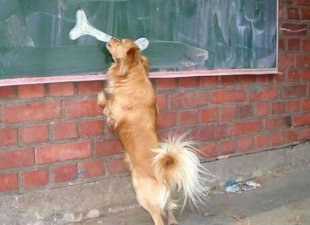 犬腰椎间盘疾病的部位,狗腰椎间盘突出的治疗方法