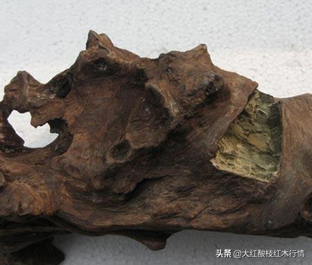 你可能不知道的地球生物,你可能不知道的植物