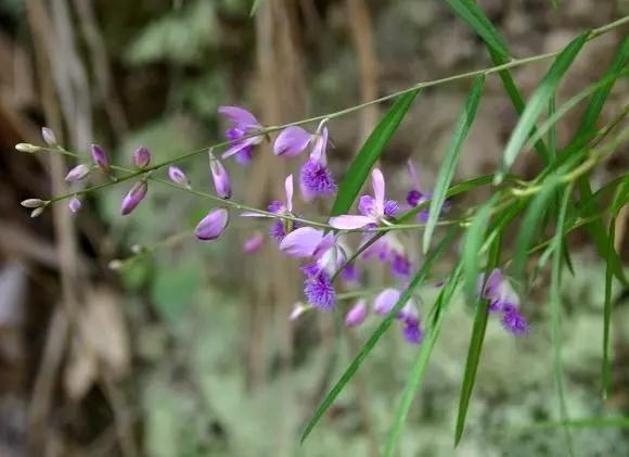 农村随处可见的几种野生中草药,教你认识那些路边的野生中草药