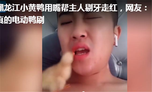 格格：小鸭宝宝冲上来猛亲，得个新绰号“电动鸭刷帮主人剔牙